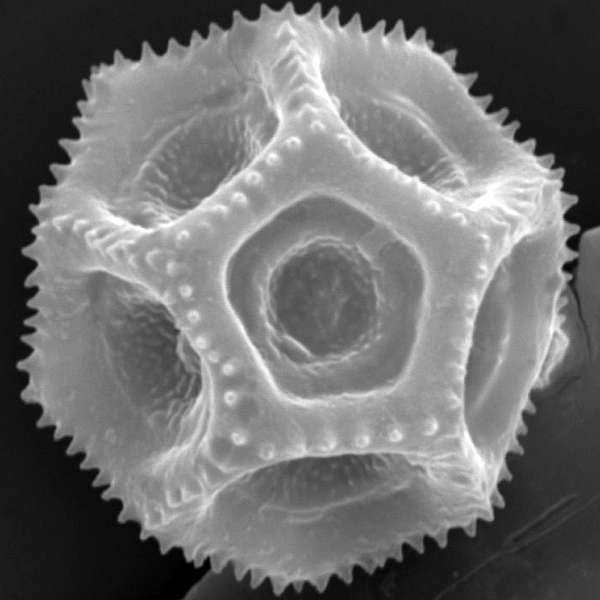 Pollen grain of Alternanthera filifolia ssp. pintensis Eliasson (scanning electron micrograph). Photo: Patricia Jaramillo Díaz & M. Mar Trigo, CDF, 2011.