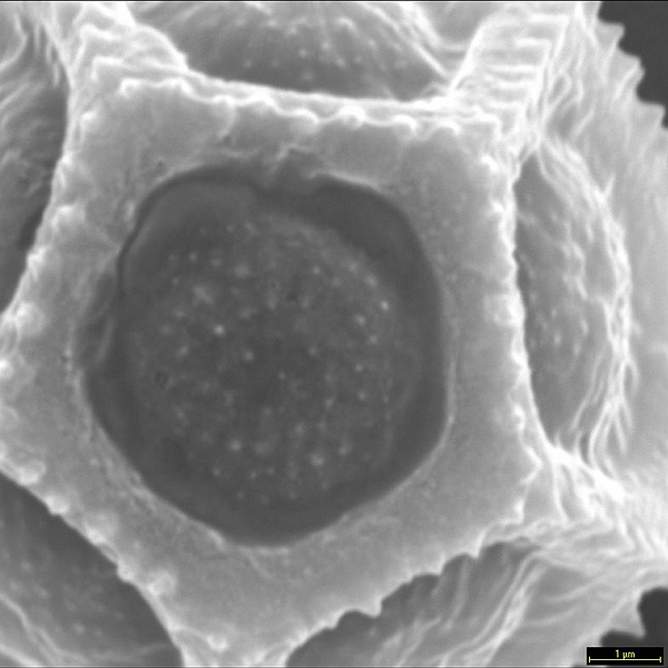 Pollen grain of Alternanthera filifolia ssp. pintensis (scanning electron micrograph). Photo: Patricia Jaramillo Díaz & M. Mar Trigo, CDF, 2011.