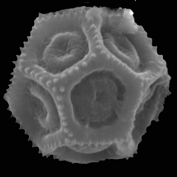 Grano de polen de Alternanthera flavicoma (Andersson) Howell (foto en microscopio electrónico). Foto: Patricia Jaramillo Díaz & M. Mar Trigo, CDF, 2011.