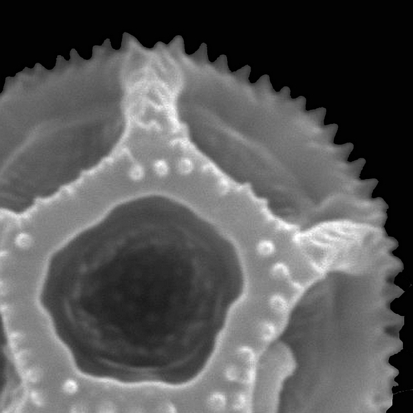 Grano de polen de Alternanthera flavicoma (foto en microscopio electrónico). Foto: Patricia Jaramillo Díaz & M. Mar Trigo, CDF, 2011.
