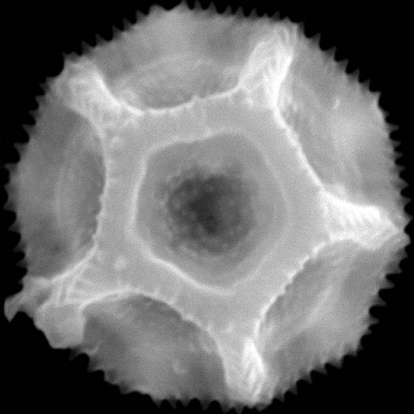 Grano de polen de Alternanthera flavicoma (foto en microscopio electrónico). Foto: Patricia Jaramillo Díaz & M. Mar Trigo, CDF, 2011.