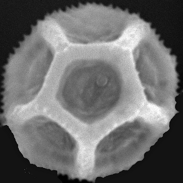Grano de polen de Alternanthera galapagensis (A. Stewart) Howell (foto en microscopio electrónico). Foto: Patricia Jaramillo Díaz & M. Mar Trigo, CDF, 2011.