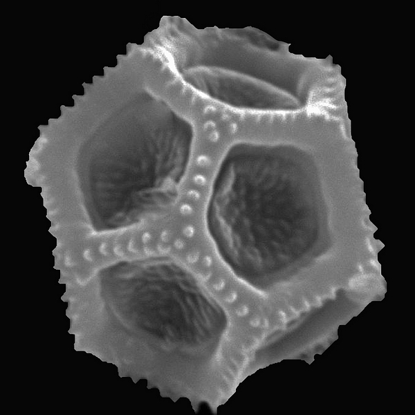 Grano de polen de Alternanthera halimifolia (foto en microscopio electrónico). Foto: Patricia Jaramillo Díaz & M. Mar Trigo, CDF, 2011.