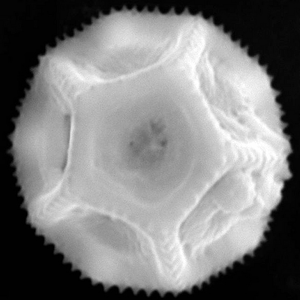 Pollen grain of Alternanthera helleri (B.L. Rob.) Howell (scanning electron micrograph). Photo: Patricia Jaramillo Díaz & M. Mar Trigo, CDF, 2011.