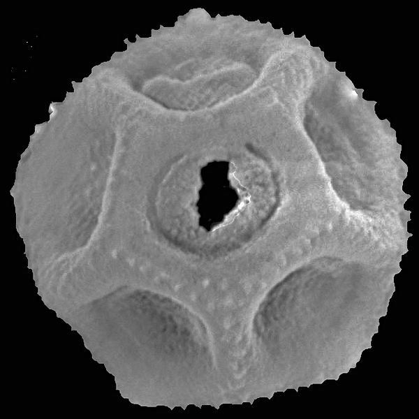 Pollen grain of Alternanthera nesiotes Johnst. (scanning electron micrograph). Photo: Patricia Jaramillo Díaz & M. Mar Trigo, CDF, 2011.