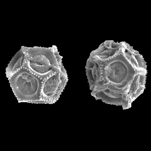 Pollen grain of Alternanthera snodgrassii (scanning electron micrograph). Photo: Patricia Jaramillo Díaz & M. Mar Trigo, CDF, 2011.