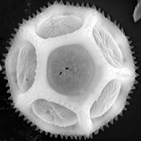 Grano de polen de Alternanthera filifolia ssp. filifolia (foto en microscopio electrónico). Foto: Patricia Jaramillo Díaz & M. Mar Trigo, CDF, 2011.