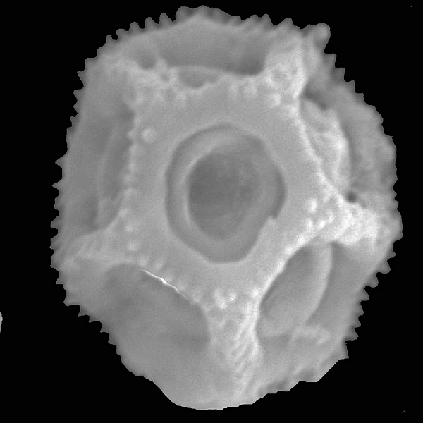 Pollen grain of Alternanthera filifolia ssp. glauca Howell (scanning electron micrograph). Photo: Patricia Jaramillo Díaz & M. Mar Trigo, CDF, 2011.