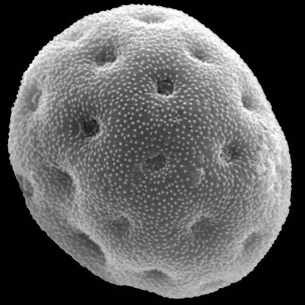 Pollen grain of Amaranthus sclerantoides (Andersson) Andersson (scanning electron micrograph). Photo: Patricia Jaramillo Díaz & M. Mar Trigo, CDF, 2011.