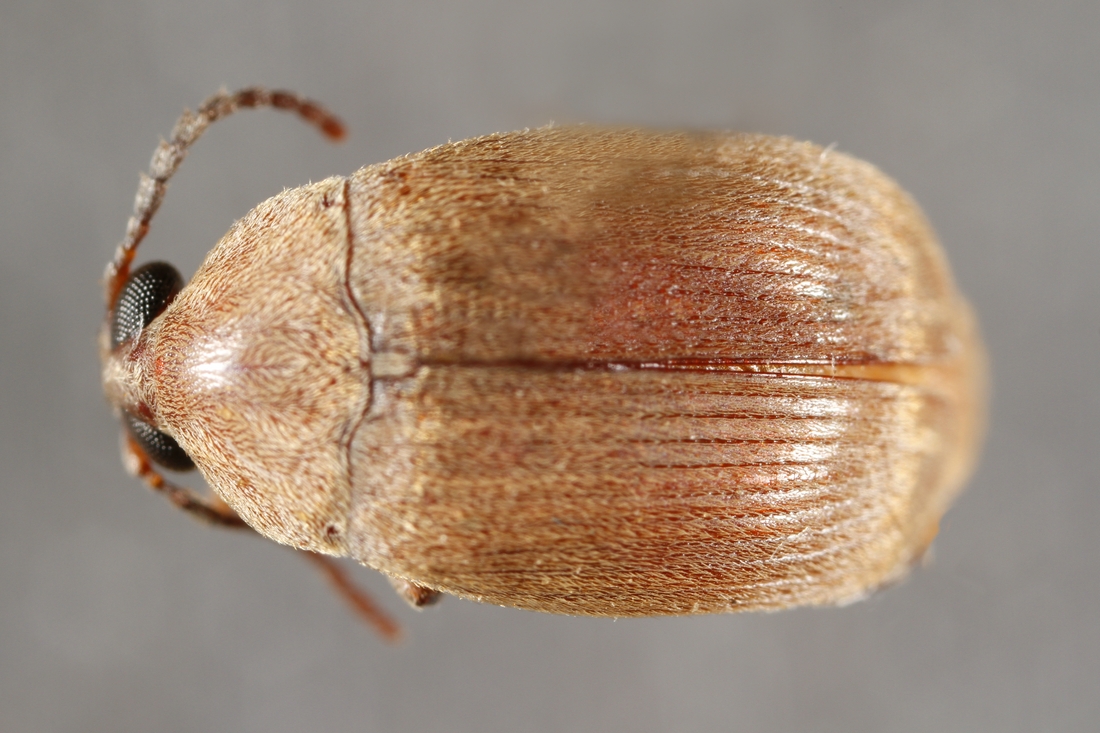 Amblycerus piurae Pierce 1915 (ICCDRS 9514) Photo: Ashley Sheridan, CDF, 2011.