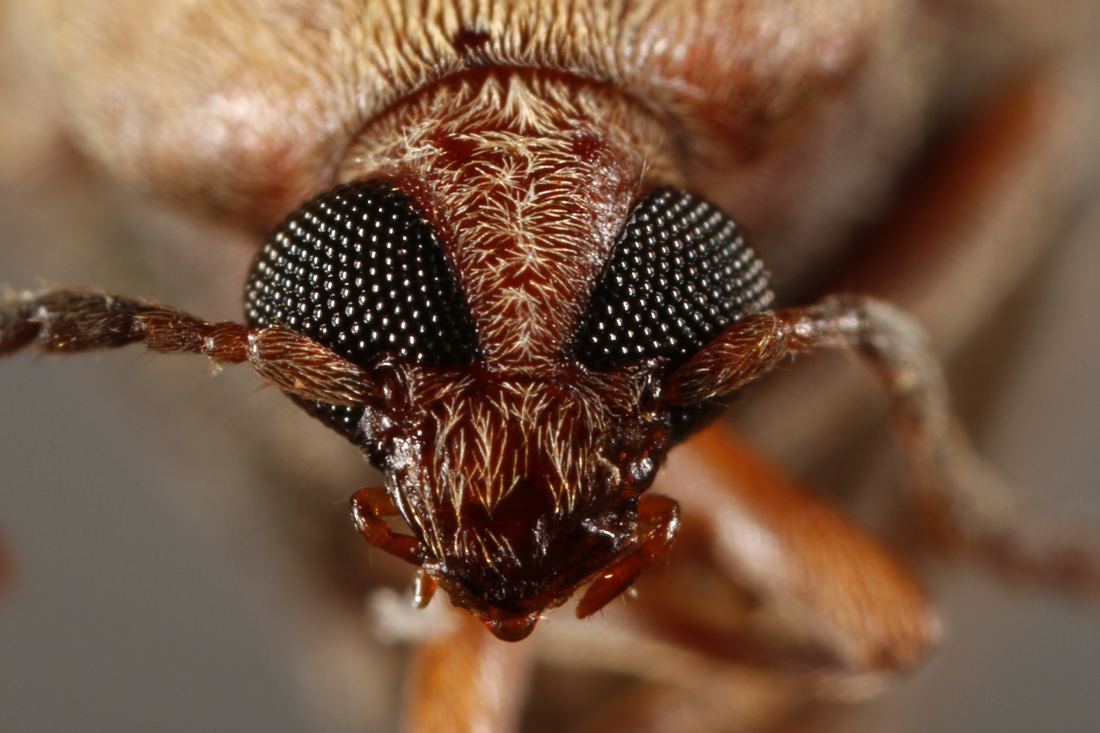 Amblycerus piurae (ICCDRS Specimen #9514). Photo: Ashley Sheridan, CDF, 2011.