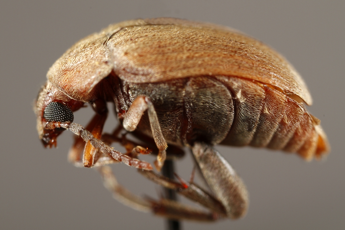 Amblycerus piurae (ICCDRS Specimen #9514). Photo: Ashley Sheridan, CDF, 2011.