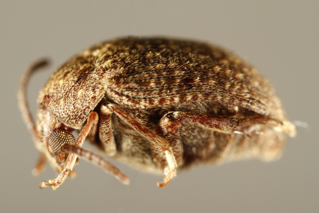 Amblycerus galapagoensis Blair 1928 (ICCDRS 9506) Photo: Ashley Sheridan, CDF, 2011.