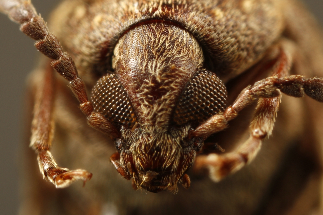 Amblycerus galapagoensis (ICCDRS Specimen #9506). Photo: Ashley Sheridan, CDF, 2011.