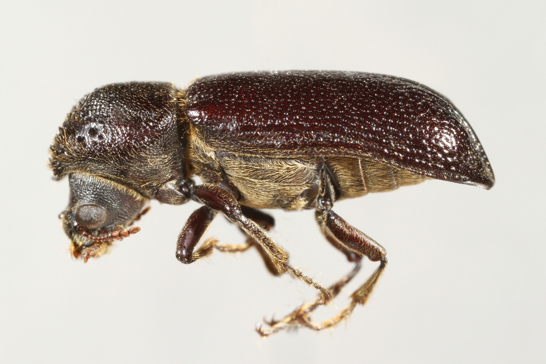 Amphicerus galapaganus (Lesne 1910) (ICCDRS 5689) Foto: Ashley Sheridan, CDF, 2011.