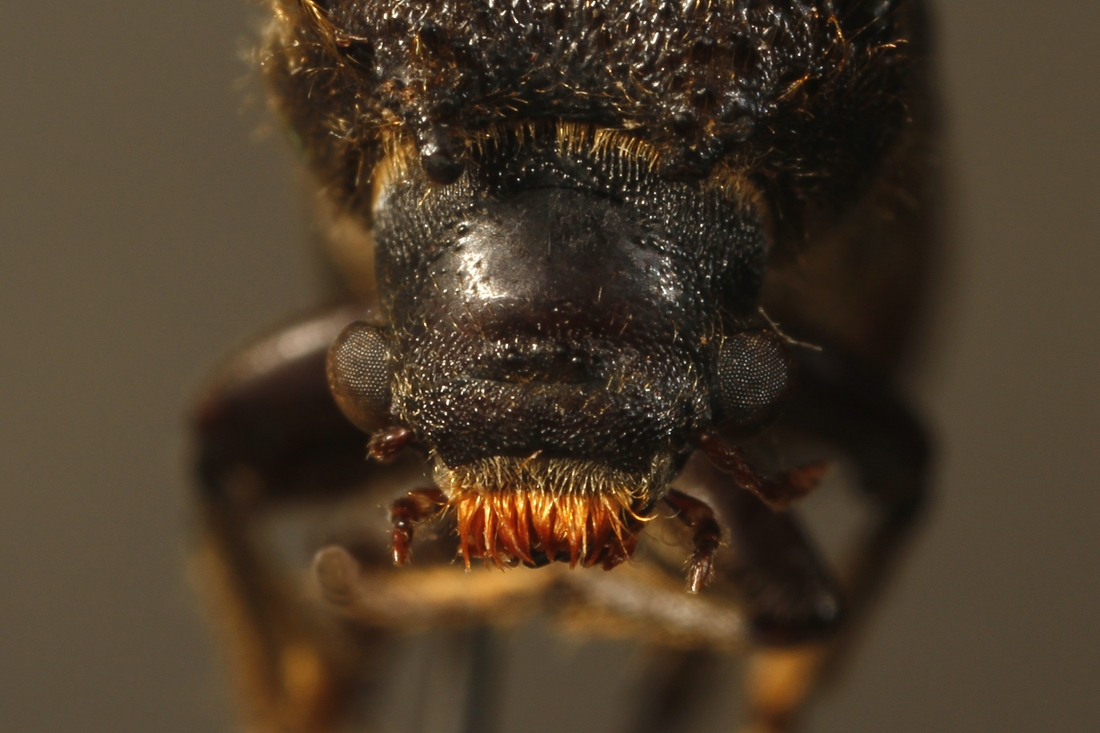 Amphicerus galapaganus (Espécimen #5689 de ICCDRS). Foto: Ashley Sheridan, CDF, 2011.