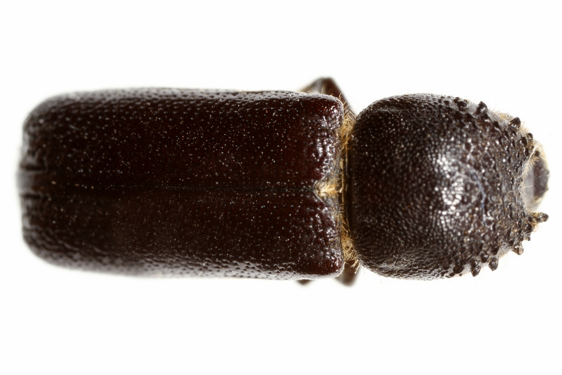 Amphicerus galapaganus (Espécimen #5689 de ICCDRS). Foto: Ashley Sheridan, CDF, 2011.