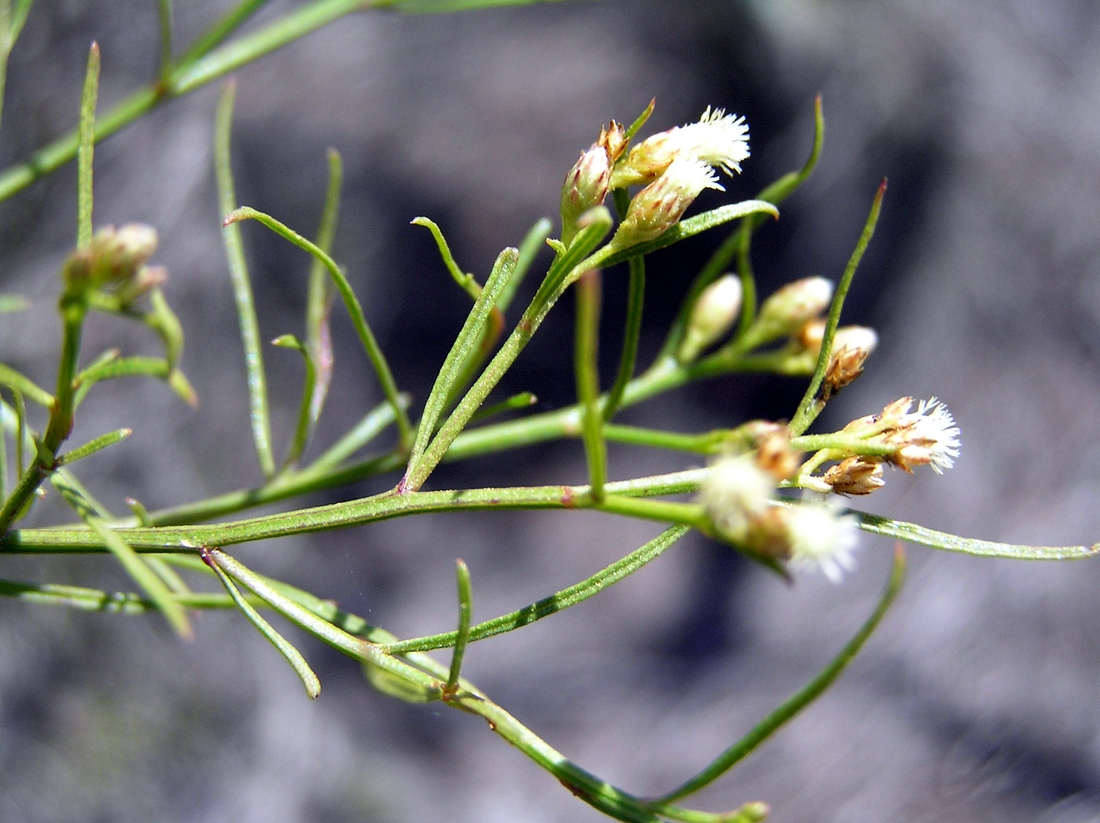Galinsoga gnidiifolia , baccharis. Foto: Patricia Jaramillo, Rachel Atkinson, Anne Guézou, CDF, 2006.