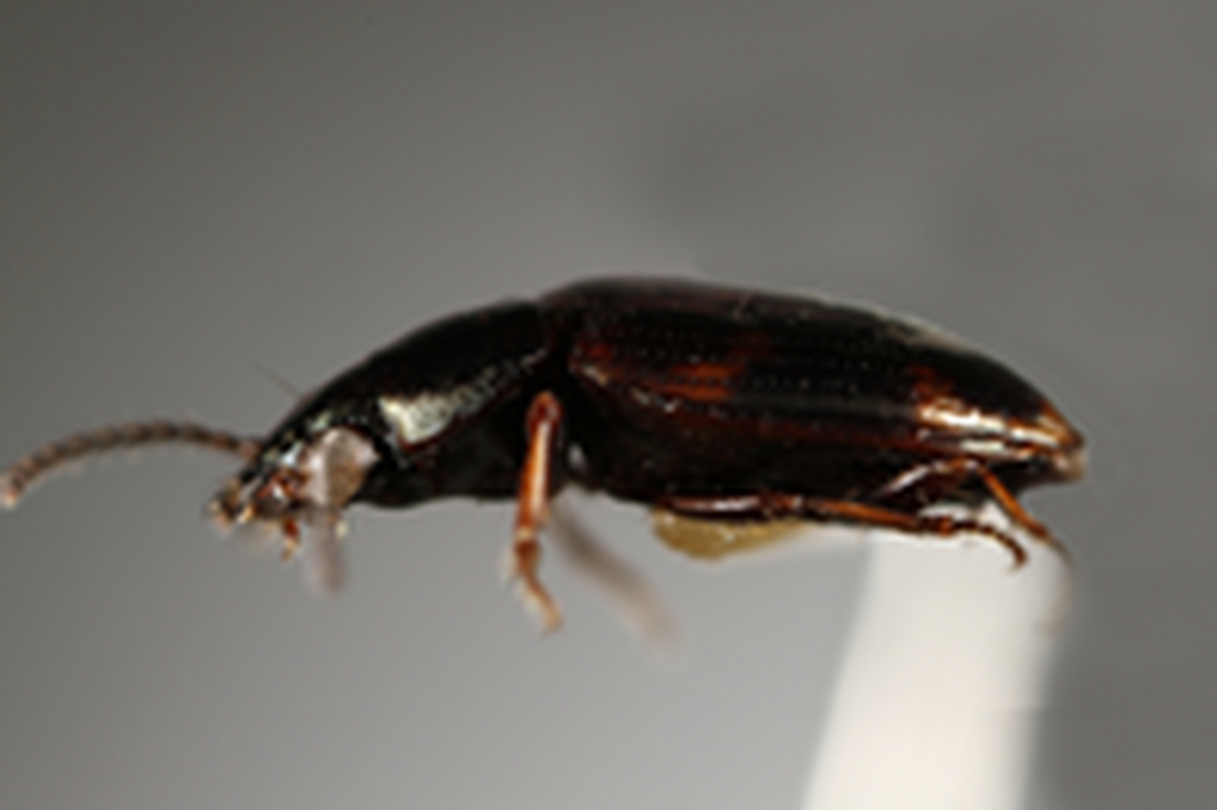 Bembidion galapagoensis (ICCDRS Specimen #3823). Photo: Ashley Sheridan, CDF, 2011.