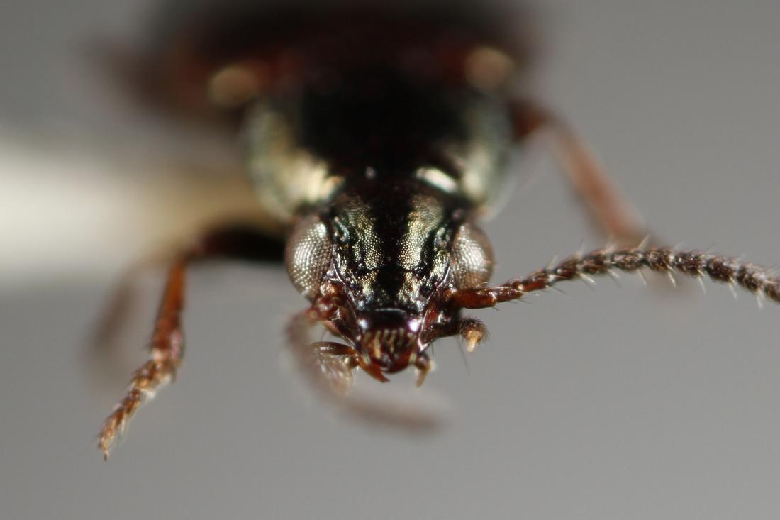 Bembidion galapagoensis (ICCDRS Specimen #3823). Photo: Ashley Sheridan, CDF, 2011.