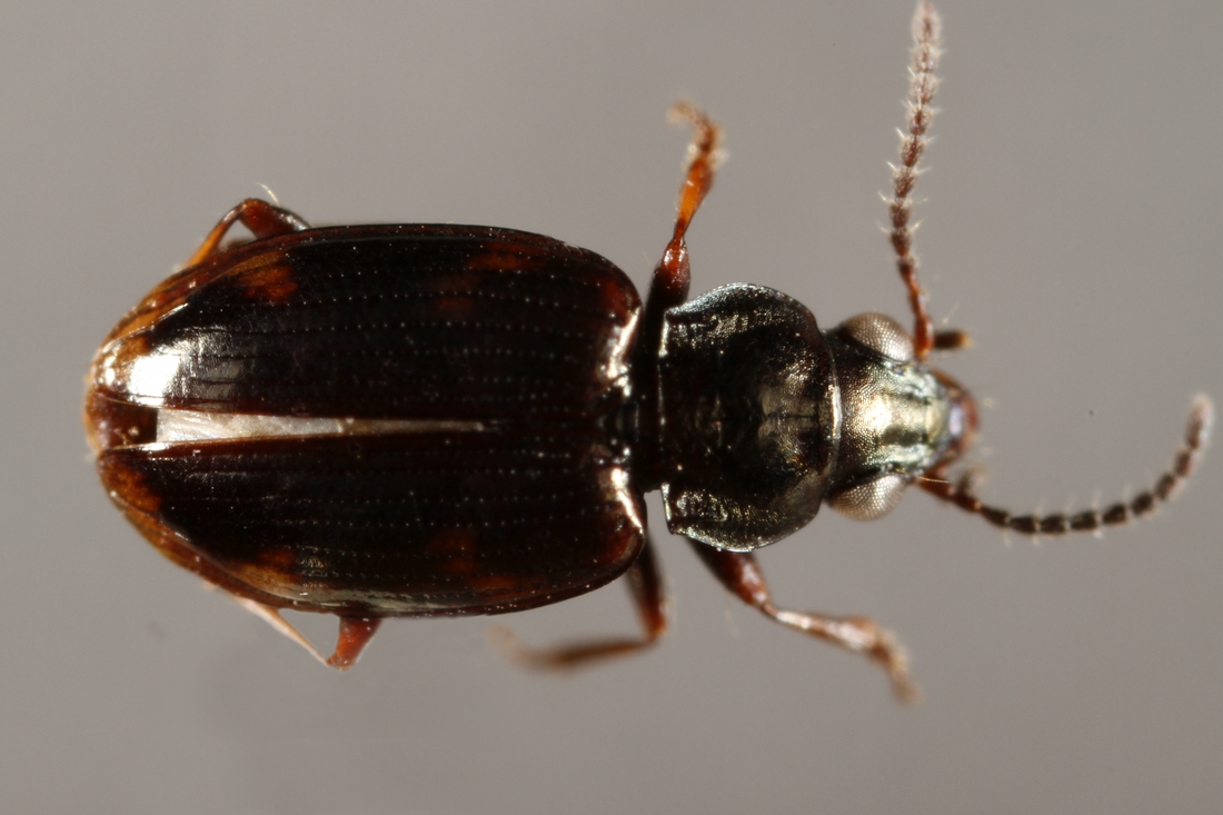 Bembidion galapagoensis (G.R. Waterhouse 1845) (ICCDRS 3823) Photo: Ashley Sheridan, CDF, 2011.