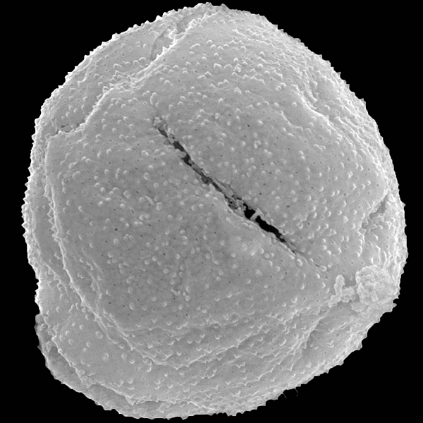 Pollen grain of Brachycereus nesioticus (scanning electron micrograph). Photo: Patricia Jaramillo Díaz & M. Mar Trigo, CDF, 2011.
