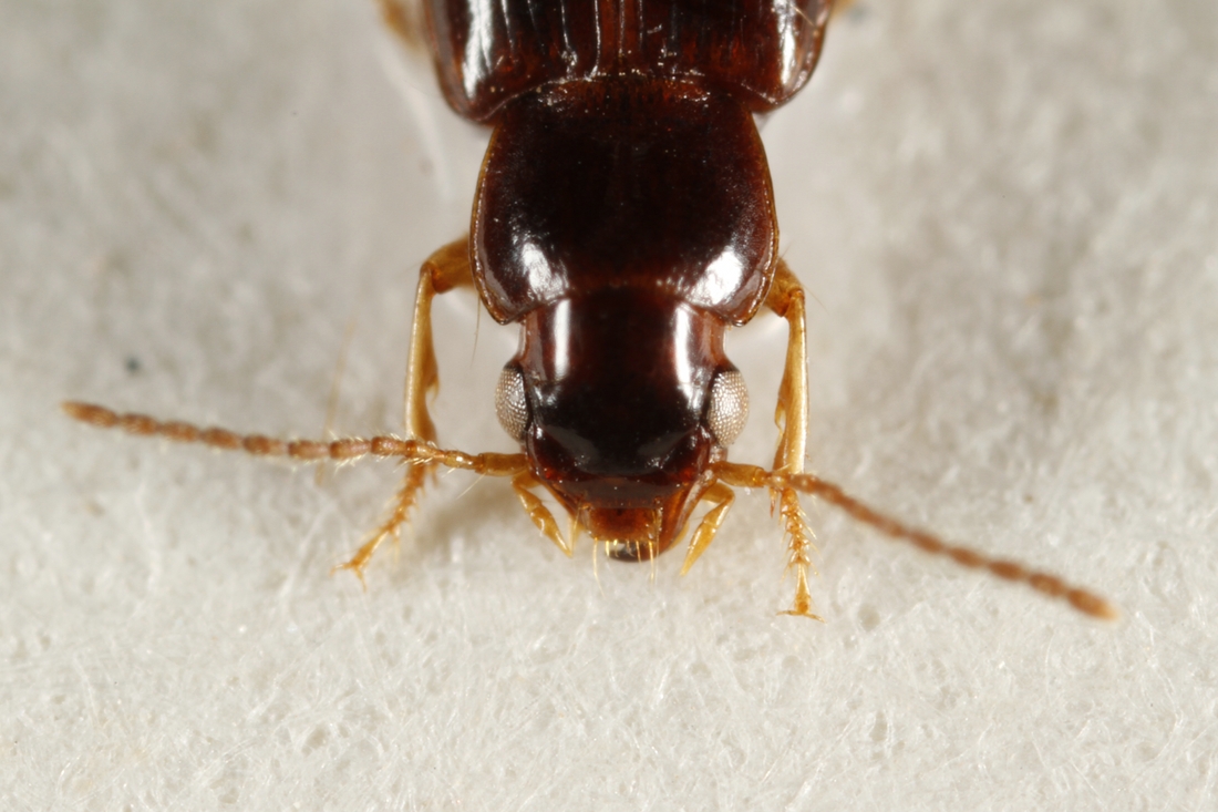 Bradycellus insularis (ICCDRS Specimen #3936). Photo: Ashley Sheridan, CDF, 2011.