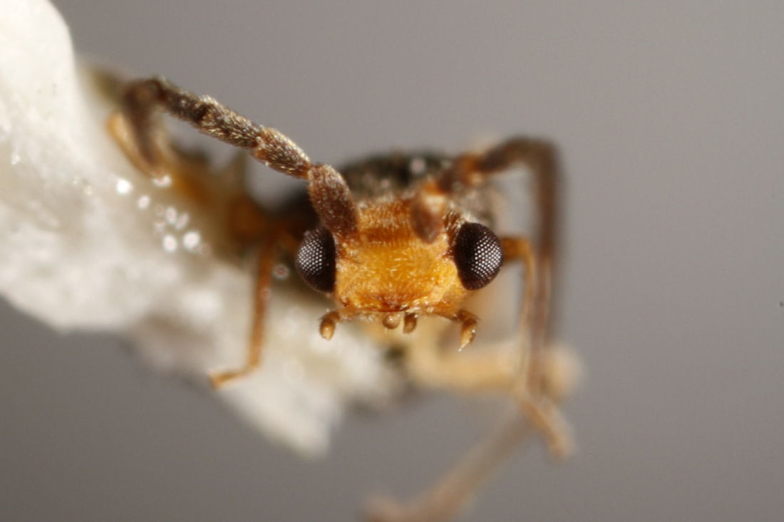 Caccodes oceaniae (ICCDRS Specimen #5601). Photo: Ashley Sheridan, CDF, 2011.