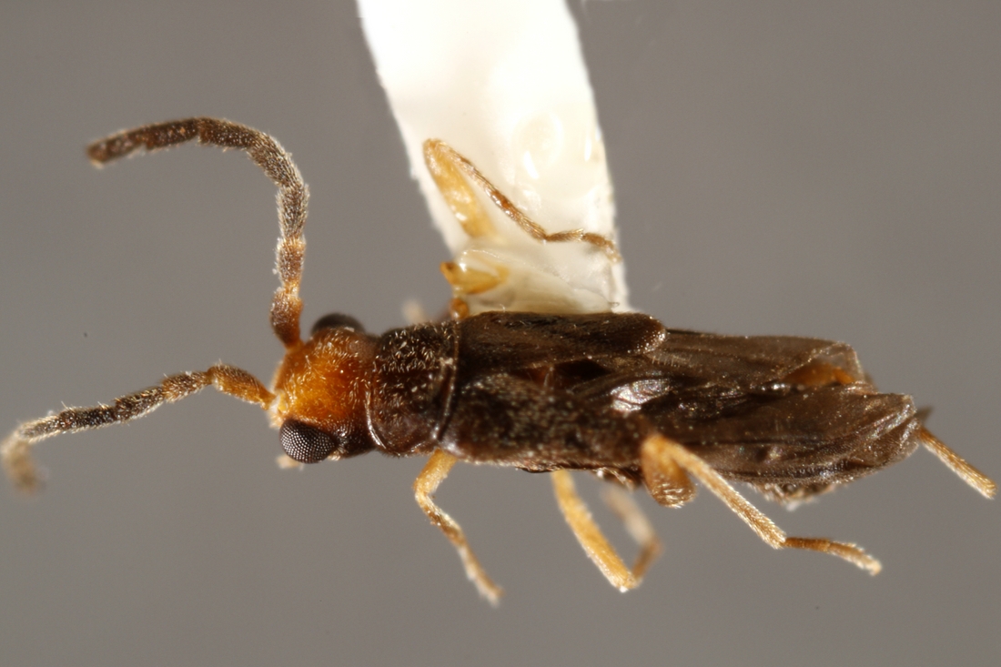 Caccodes oceaniae Bourgeois 1884 (ICCDRS 5601) Photo: Ashley Sheridan, CDF, 2011.