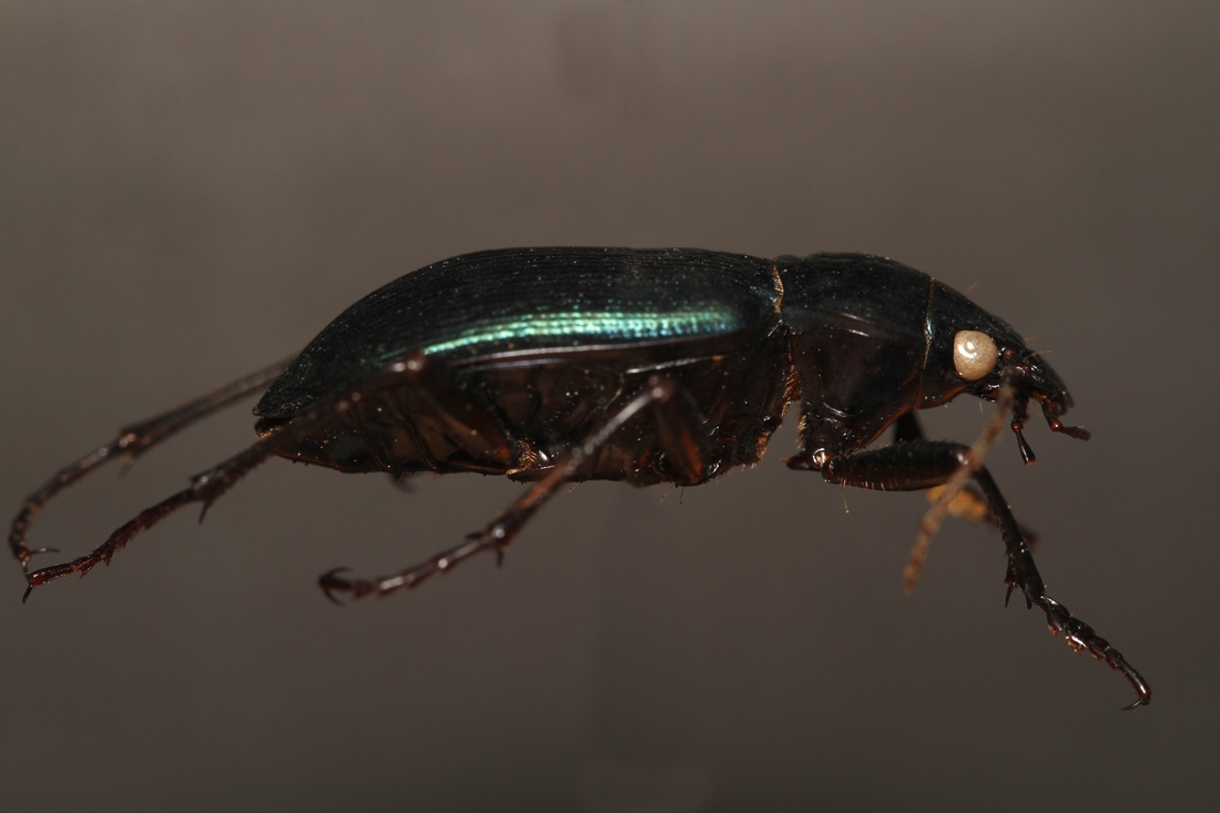 Calosoma granatense (ICCDRS Specimen #34176). Photo: Ashley Sheridan, CDF, 2011.