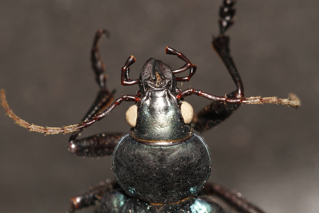 Calosoma granatense (ICCDRS Specimen #34176). Photo: Ashley Sheridan, CDF, 2011.