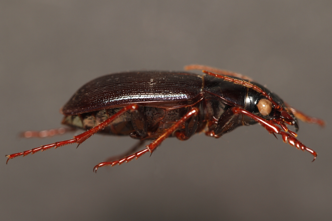 Calosoma leleuporum (Espécimen #3811 de ICCDRS). Foto: Ashley Sheridan, CDF, 2011.