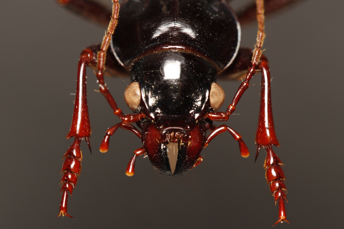 Calosoma leleuporum (Espécimen #3811 de ICCDRS). Foto: Ashley Sheridan, CDF, 2011.
