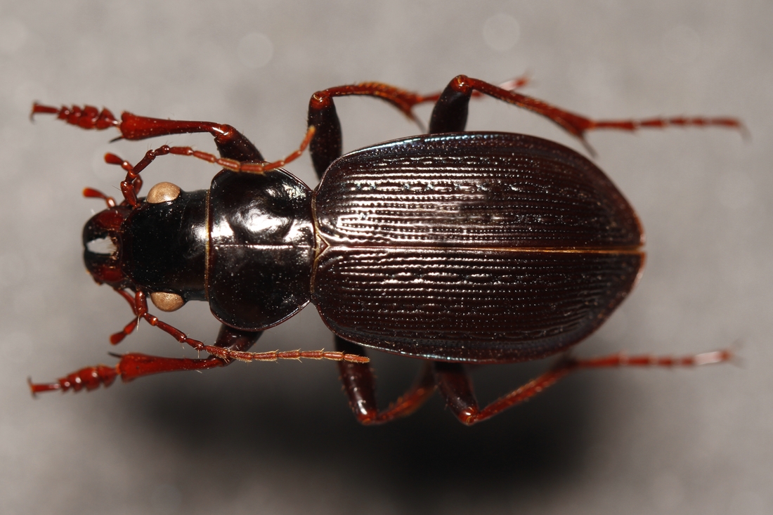 Calosoma leleuporum Basilewsky 1968 (ICCDRS 3811) Foto: Ashley Sheridan, CDF, 2011.