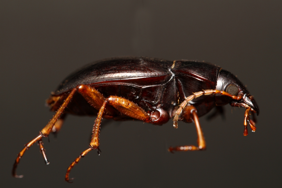 Calosoma linelli Mutchler 1925 (Espécimen #3813 de ICCDRS). Foto: Ashley Sheridan, CDF, 2011.