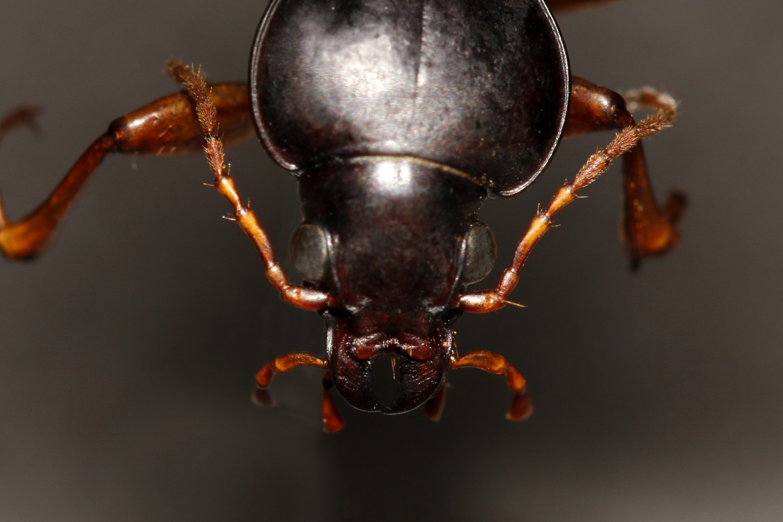Calosoma linelli Mutchler 1925 (Espécimen #3813 de ICCDRS). Foto: Ashley Sheridan, CDF, 2011.