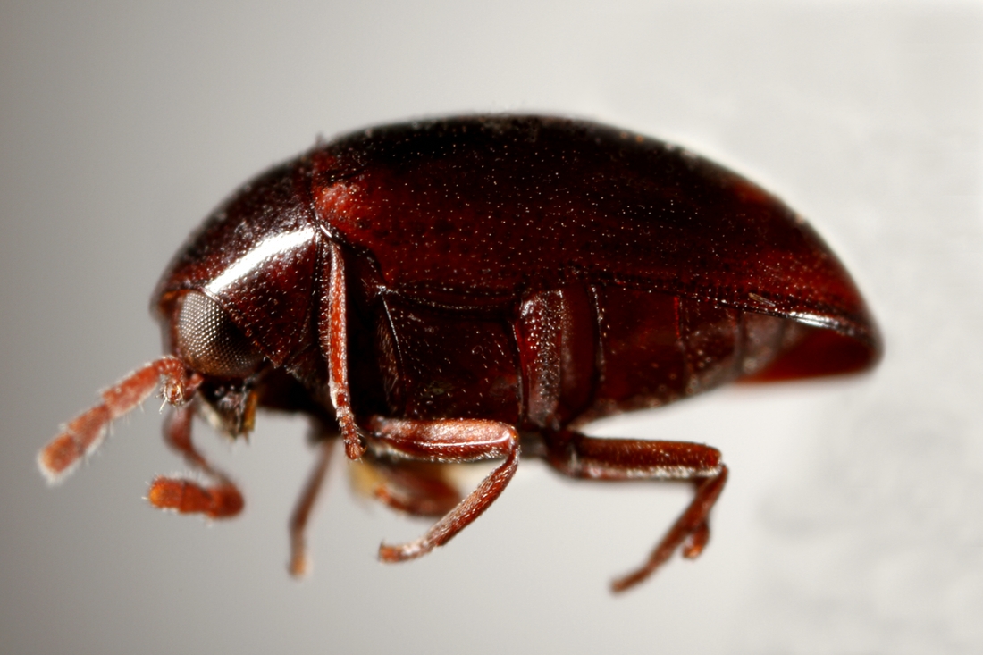 Calymmaderus georgicus (Blair 1928) (ICCDRS 13097) Photo: Ashley Sheridan, CDF, 2011.