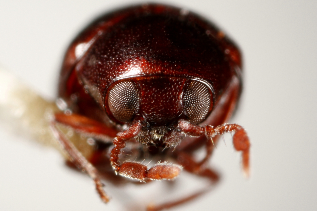 Calymmaderus georgicus (Blair 1928) (ICCDRS Specimen #13097). Photo: Ashley Sheridan, CDF, 2011.