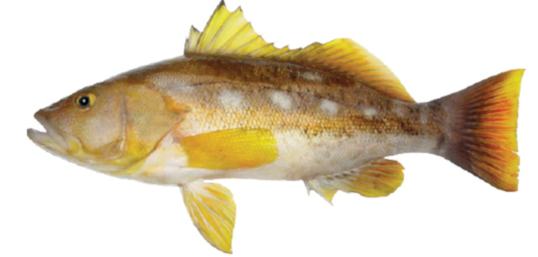 Paralabrax albomaculatus , Whitspotted sand bass. Photo: Archive, FCD.