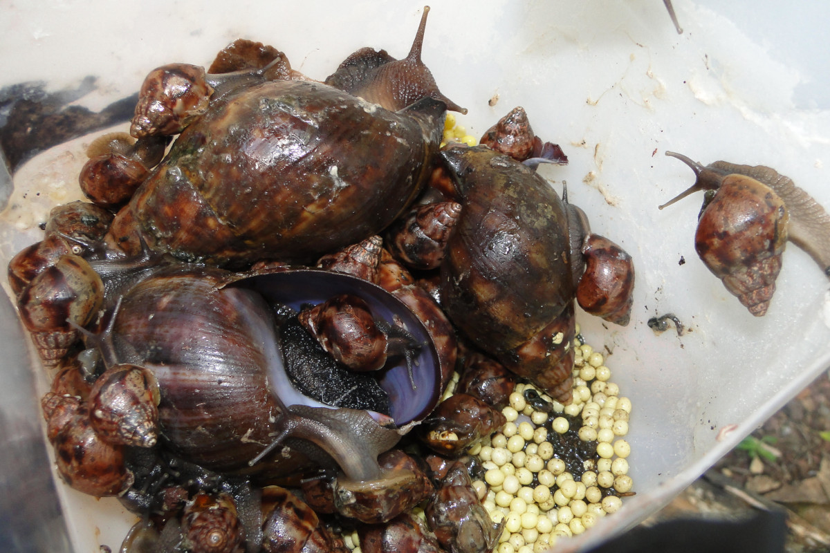 Immature and adult stages of the Giant African land snail Lissachatina fulica. Photo: Ronal Azuero, ABG.