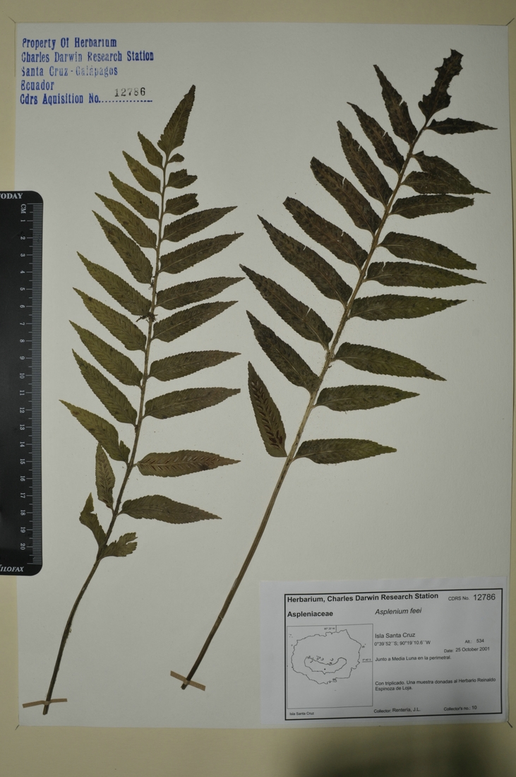 Asplenium feei Kunze ex Fée Photo: Joseph Weirich, CDF, 2012.