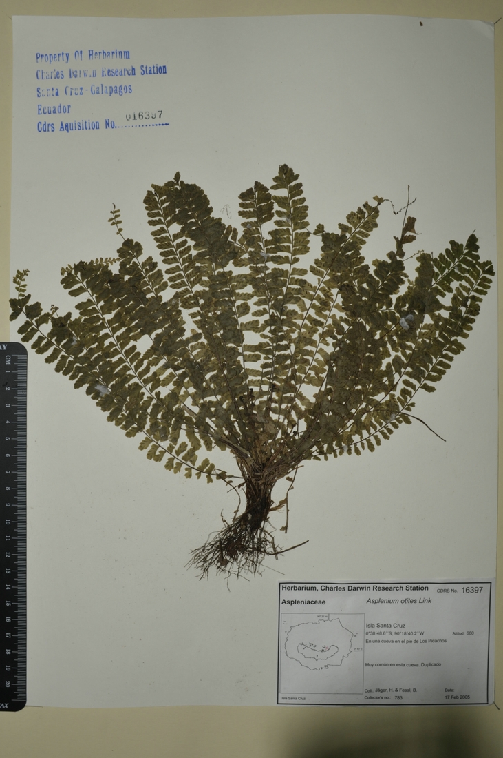 asplenium-otites