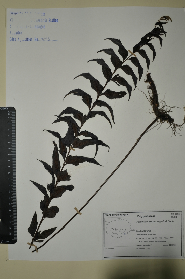 Asplenium serra var. imrayanum Hook. Foto: Joseph Weirich, CDF, 2012.