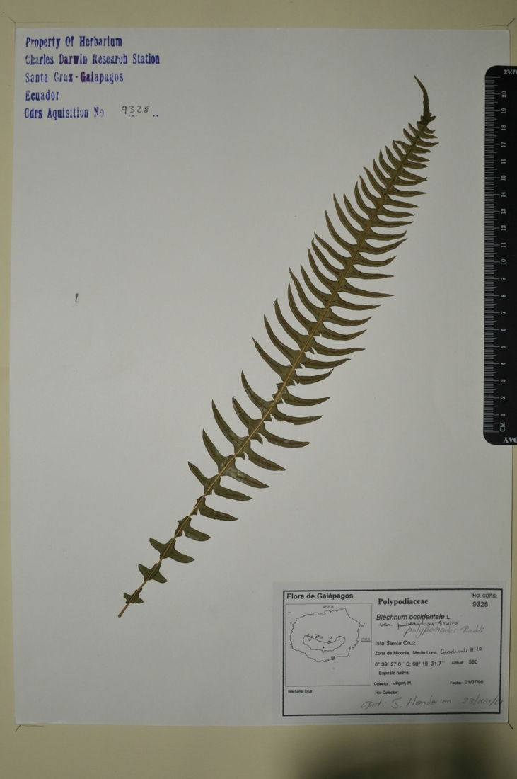 Blechnum polypodioides Raddi Photo: Joseph Weirich, CDF, 2012.