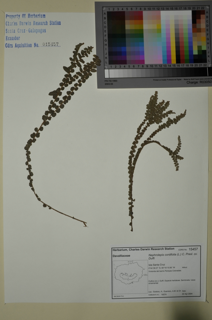 Nephrolepis cordifolia cv. Duffi (L.) C. Presl. Foto: Joseph Weirich, CDF, 2012.