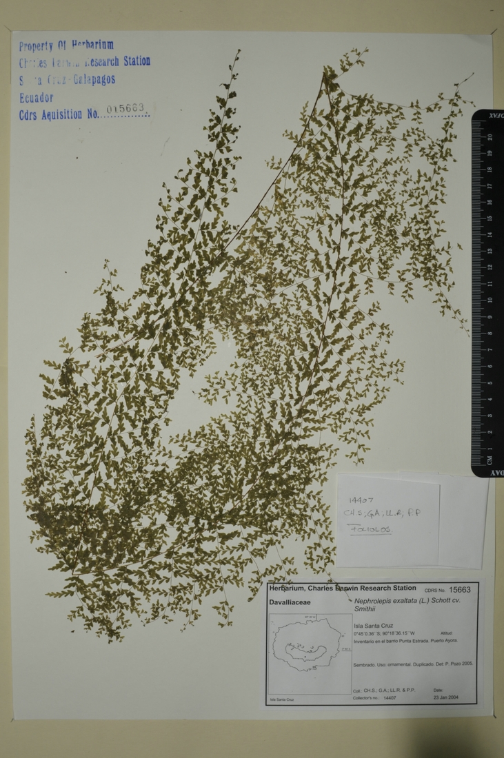 Nephrolepis exaltata cv. Smithii (L.) Schott Foto: Joseph Weirich, CDF, 2012.