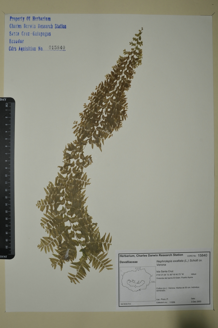 Nephrolepis exaltata cv. Verona (L.) Schott Foto: Joseph Weirich, CDF, 2012.