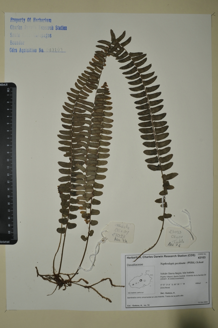 Nephrolepis pectinata (Willd.) Schott Photo: Joseph Weirich, CDF, 2012.