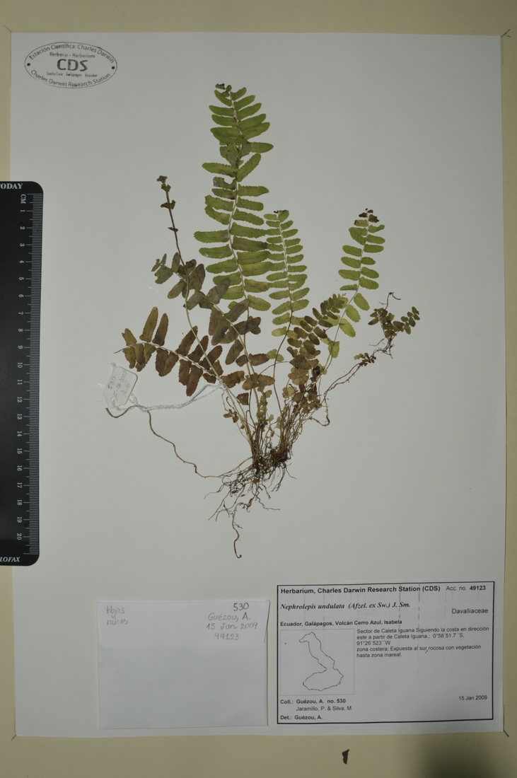 Nephrolepis undulata (Afzel. ex Sw.) J. Sm. Photo: Joseph Weirich, CDF, 2012.