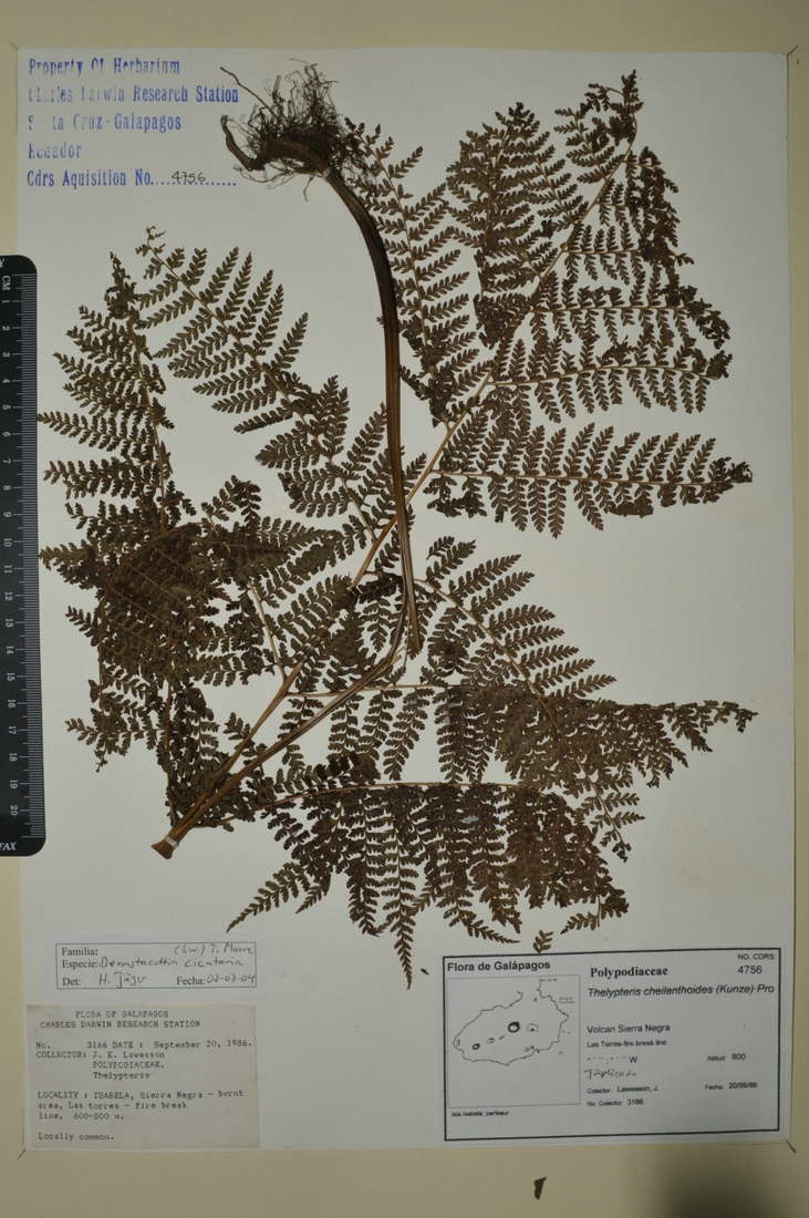 Dennstaedtia cicutaria (Sw.) T. Moore Foto: Joseph Weirich, CDF, 2012.